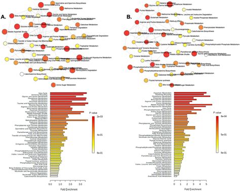 Metabolite Set Enrichment Analysis MSEA Of Metabolites Associated