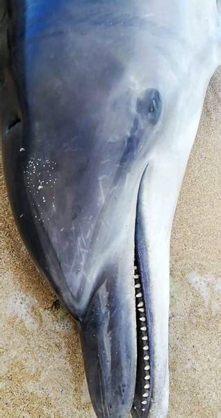 Un Delfino Spiaggiato A Capitolo Sul Corpo I Segni Delle Reti