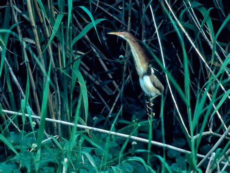 Least Bittern — Sacramento Audubon Society