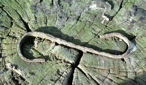 iron s in wood Free Stock Photo | FreeImages