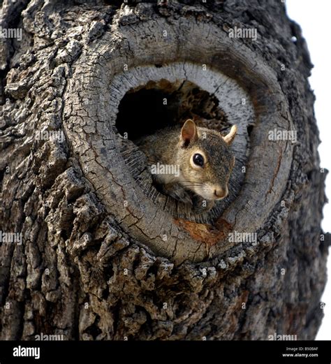 Graue Eichhörnchen In Einem Hohlen Baum Nest Stockfotografie Alamy