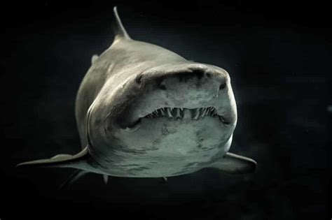 10 Shark Adaptations (Evolutionary Secrets!) – Fauna Facts