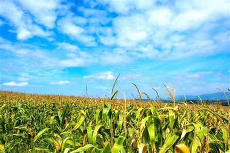 Corn Field With Blue Sky Stock Photo Image Of Food Yellow 47809026