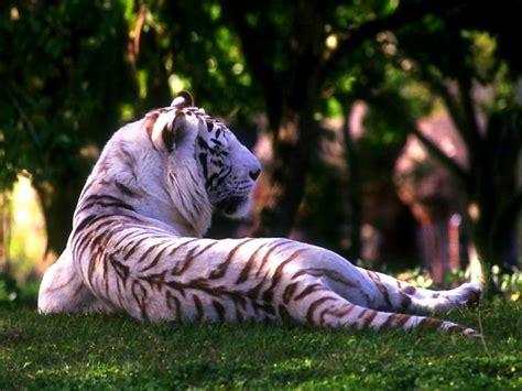 Papel De Parede Para Pc Tigre Tigre De Bengala Vida Selvagem Baixar