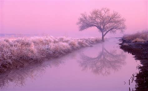 Pink Nature Pictures, Photos, and Images for Facebook, Tumblr ...