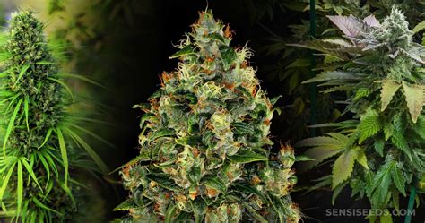 9 Best Hybrid Strains Sensi Seeds