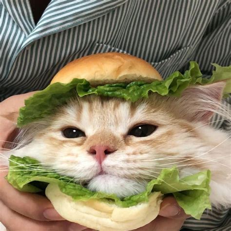 Cat Sandwich Blank Template - Imgflip