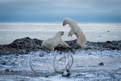 Deux Ours Polaires Se Battent Au Bord De L Eau Image Stock Image Du