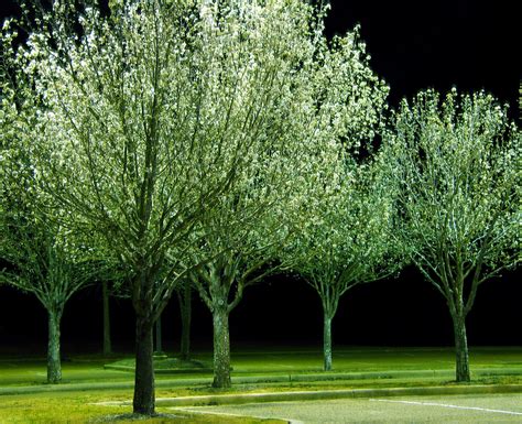 In Bloom Bradford Pear Trees In Spring Bloom In The Parkin Flickr