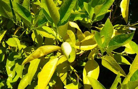 Hojas Amarillas En El Limonero Causas Y Soluci N Para Salvarlo