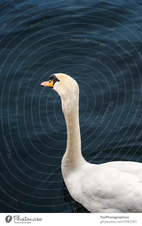 Swan On Dark Blue Water On Limmat River Waterbird Portrait A Royalty