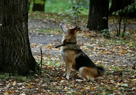 Are Crows Mean To Dogs?