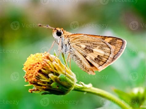 Peck's Skipper Butterfly Polites peckius perched on a flower in the