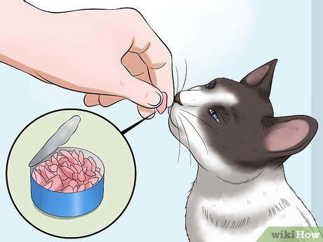 How to Give Your Cat Eye Drops: 11 Steps (with Pictures) - wikiHow