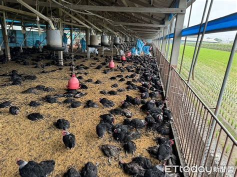 雲林土庫土雞場確診h5n1禽流感 撲殺黑羽土雞7505隻 Ettoday地方新聞 Ettoday新聞雲