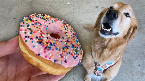 What Happens If My Dog Eats A Glazed Donut Canine Consequences Unveiled