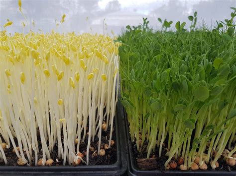 How To Grow Microgreens Without Soil Fixthelife