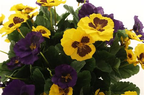 Artificial 37cm Yellow And Purple Pansy Display In A 135cm White Round