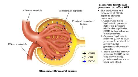 Glomerular Filtrate Rate Pressures That Affect Gfr Nfp Gfr And