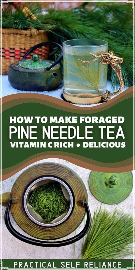 How To Make Pine Needle Tea Artofit