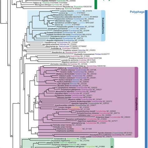 Mitochondrial Genomic Phylogeny Reconstructed By Ml Method Using