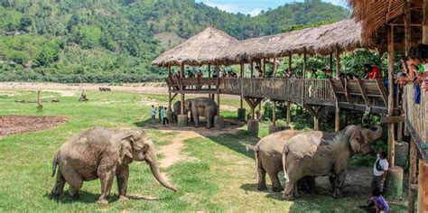 Elephant Nature Park, Chiang Mai, Mae Taeng District - Book Tickets & Tours | GetYourGuide