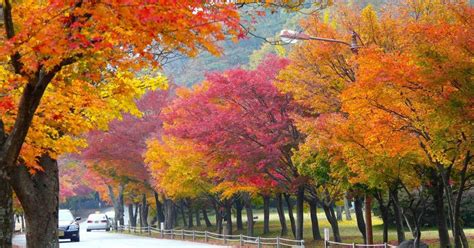 An Ultimate Guide to Autumn in Korea: Fall Foliage Forecast 2024