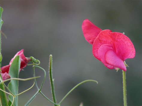 Fotos gratis hoja pétalo florecer rojo botánica flora flor