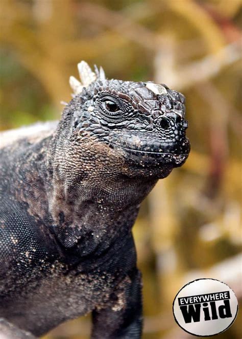 13 Interesting Facts About Marine Iguanas in the Galapagos | Everywhere ...