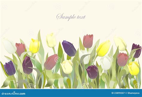 Tulip Flowers Border Greeting Card With Tulips Stock Vector