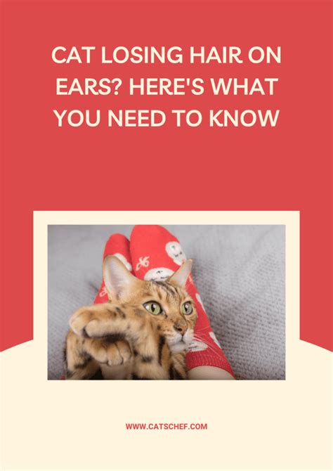 Cat Losing Hair On Ears? Here's What You Need To Know