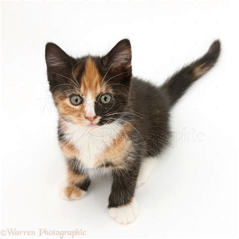 Tortoiseshell Kitten Sitting And Looking Up Photo Wp30779