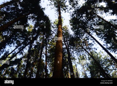 Vagamon Pine Forest Low angle view Vagamon Kerala India Pine forests Stock Photo - Alamy