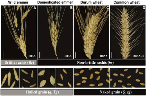 Wheat Spikes Showing A Brittle Rachis B To D Non Brittle Rachis