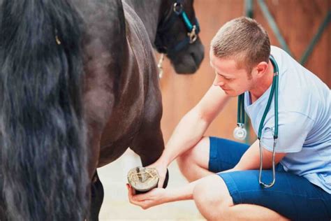 Hahnentritt Pferd Erkennen Behandeln Und Vorbeugen