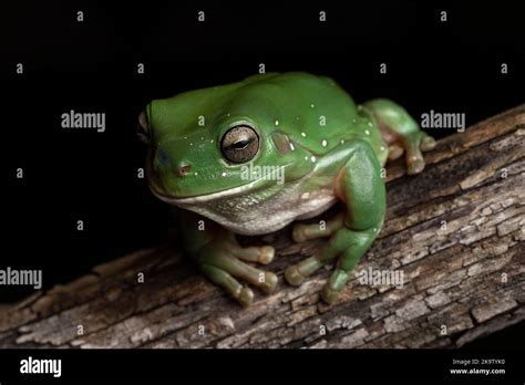 Australian Green Tree Frog On Log Stock Photo Alamy