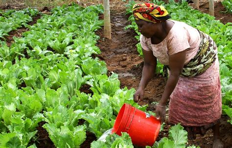 Fran A Vai Apoiar Agricultura Familiar Em Angola Milh Es De