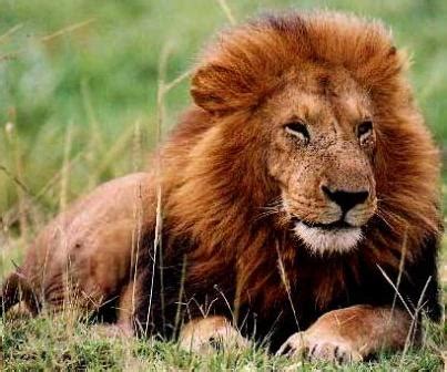 Animals Plants Rainforest: African Lion Facts