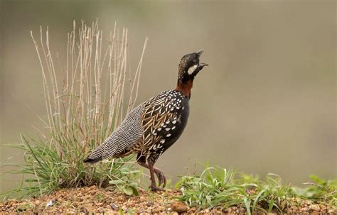 18 Wild Animals In Cyprus Wildlife In Cyprus Kevmrc