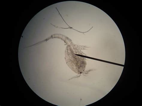 We think our copepods are Cyclops - PeterLab