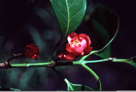 Rainforest Plants| Daintree Rainforest Discovery Centre