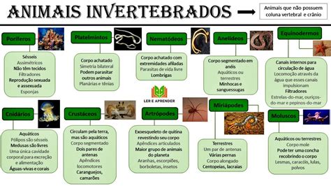 Animais Invertebrados Mapa Mental Mapas Mentais Mapa