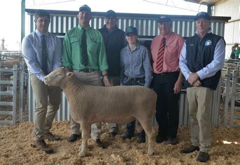 Australia S Top 10 Terminal And Maternal Ram Studs Of 2022 The Land NSW