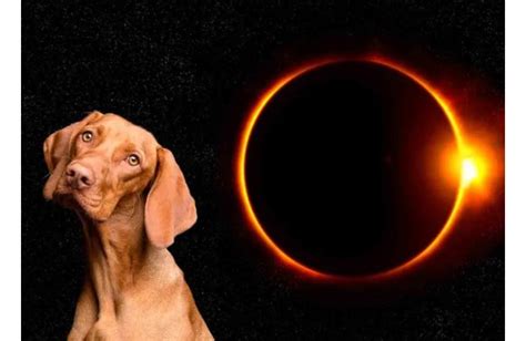 Científicos llaman a cuidar a las mascotas durante el eclipse total de