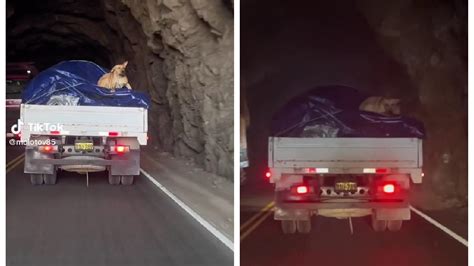 Chofer Traslada A Su Perrito En La Parte Trasera De Su Camión Y Se