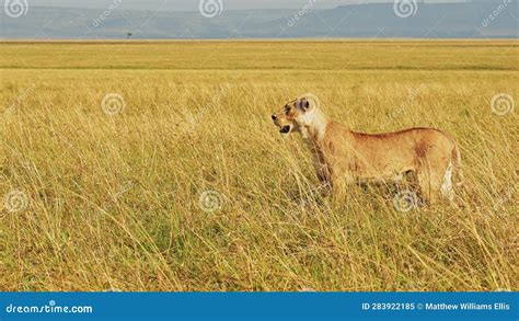 Slow Motion Of Lion In Masai Mara Lioness Hunting In Long Tall Grass