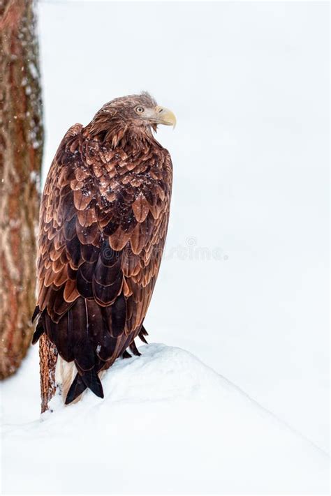 Eagle on the snow stock image. Image of proud, beak - 240578333