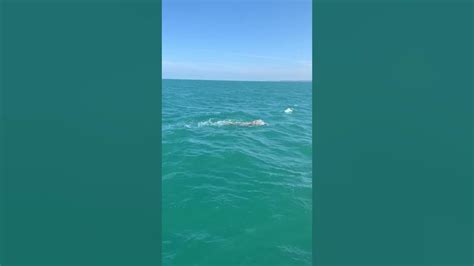 Trinity Staff Swim The English Channel Youtube