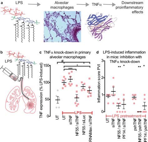 Sitnf Delivered By Pf Or Nf Inhibits Lps Induced Inflammation A