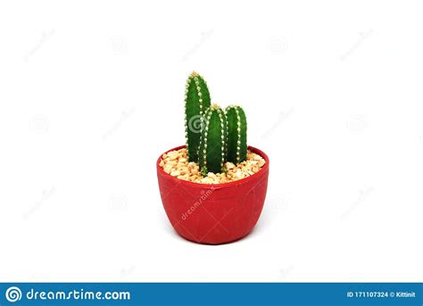 Mini Green Cactus In Red Pot Isolated White Texture Background Or Call